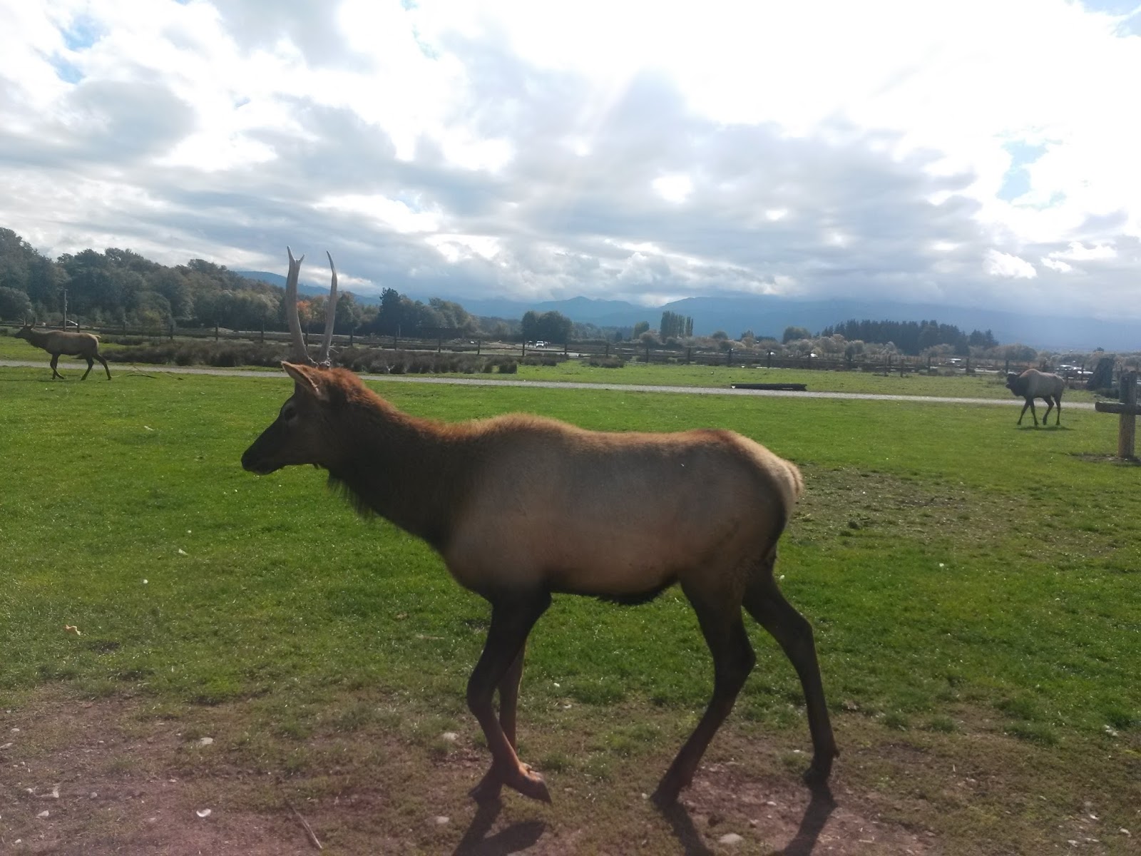 to Ryan Jones' Animal Videos Blog! Pictures from the Olympic