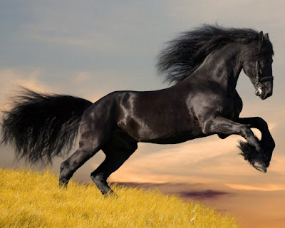 صور حصان