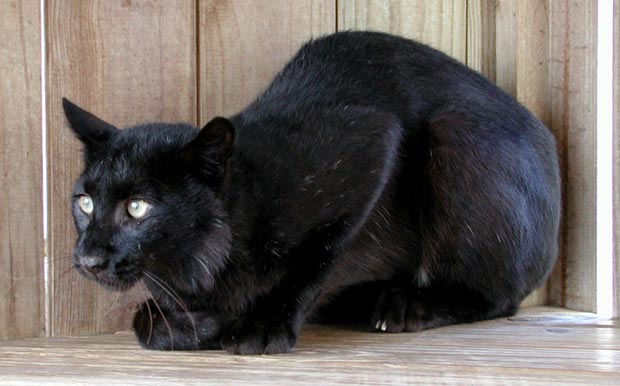 صور حيوانات Melanistic-black-bobcat