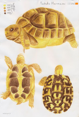 illustration tortue crayons aquarellables
