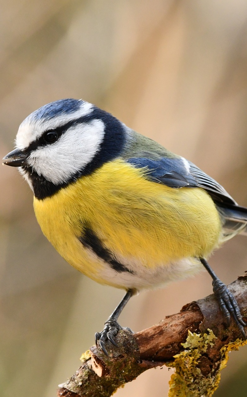A blue tit up close. A blue tit up close.