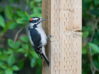 Photo of Downy Woodpecker on wooden post