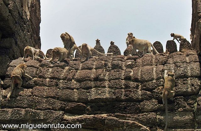 Macacos-templo-Lopburi