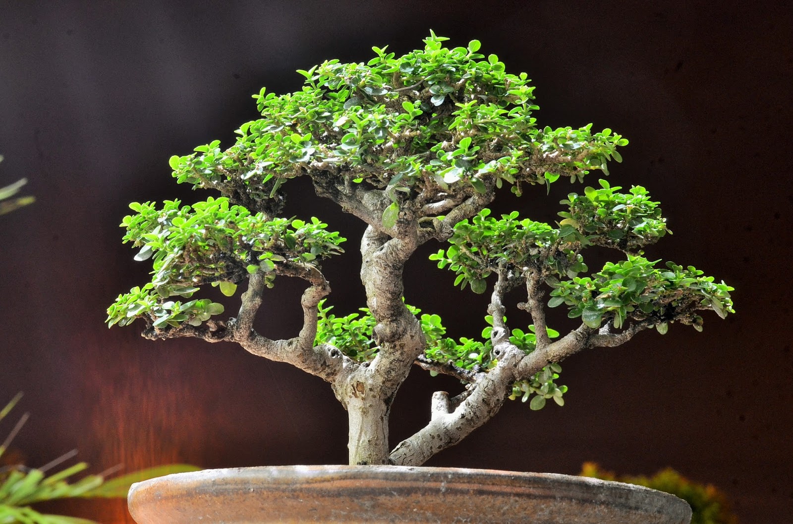 Pokok Bonsai Spesies Ciri Ciri Dan Kegunaan Root Of Science My XXX