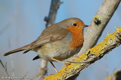 Pit-roig (Erithacus rubecula)