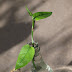 Philodendron spec. Kolumbien