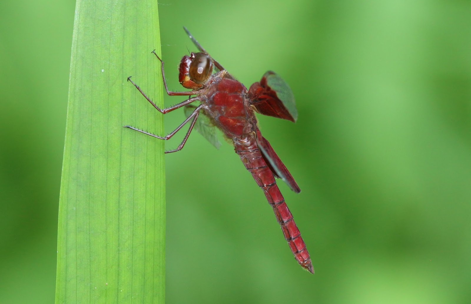 Dragonflies and damselflies of Vietnam Camacinia gigantea finally!