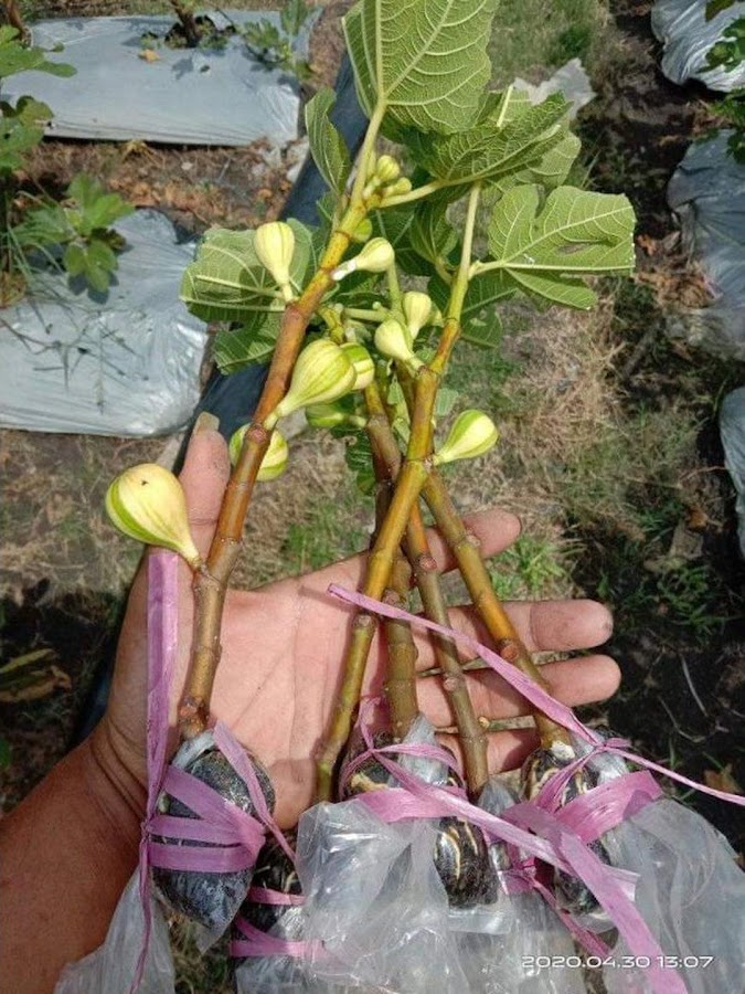 Fresh cangkok bibit buah tin jenis PANACHE TIGER Ori Lampung