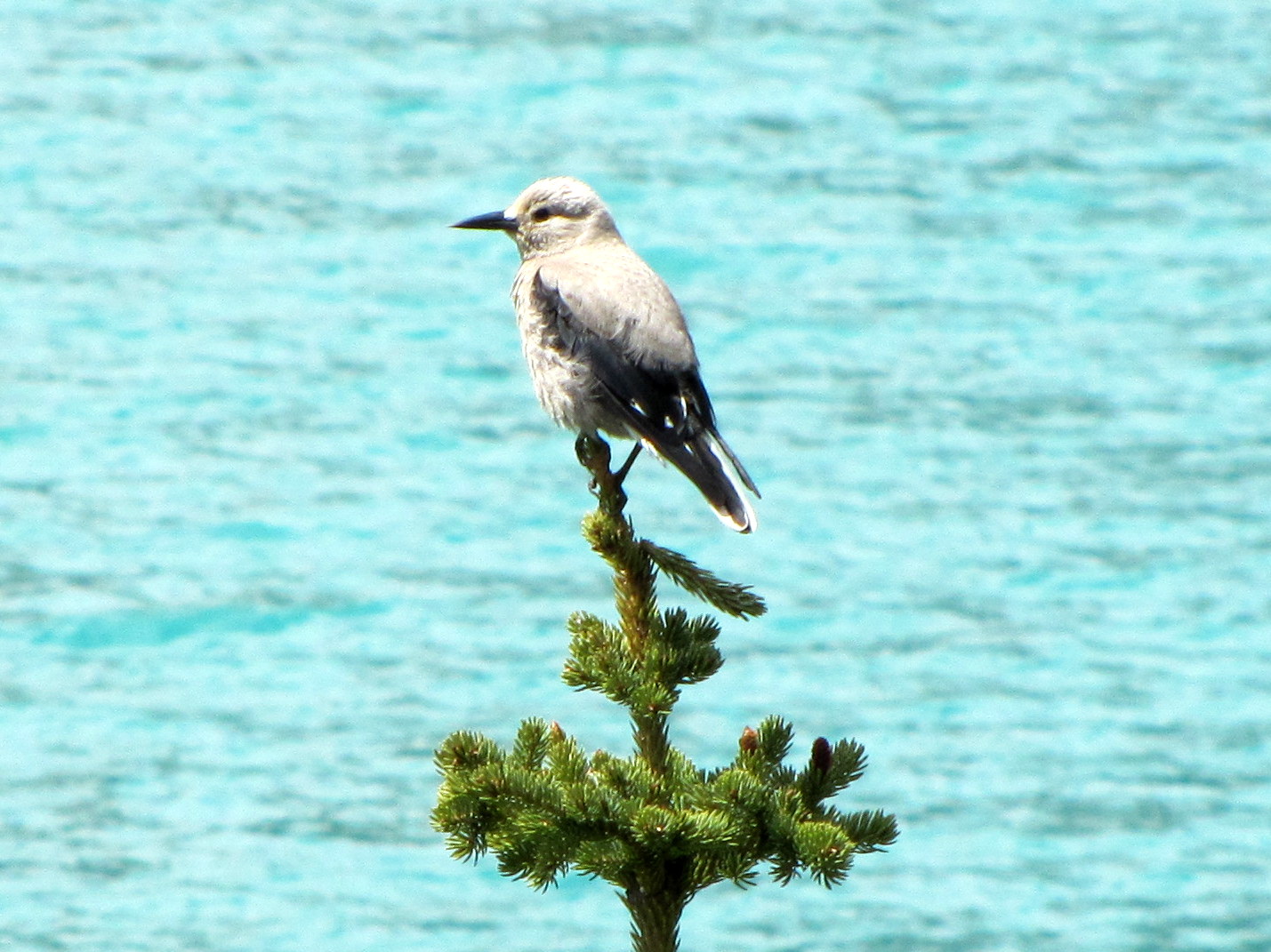 My Front Porch experiencing the canadian rockies...