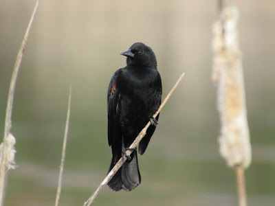 Battle Creek Wildlife Area Bird Sightings Northern California Birding