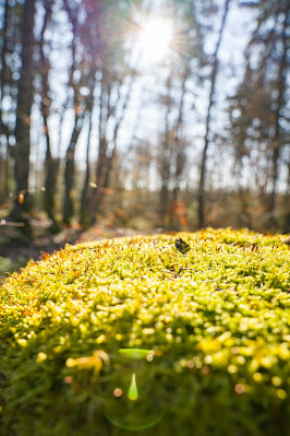 Eschbacher Klippen und Maibacher Schweiz | Wanderung rund um Michelbach im Taunus 16