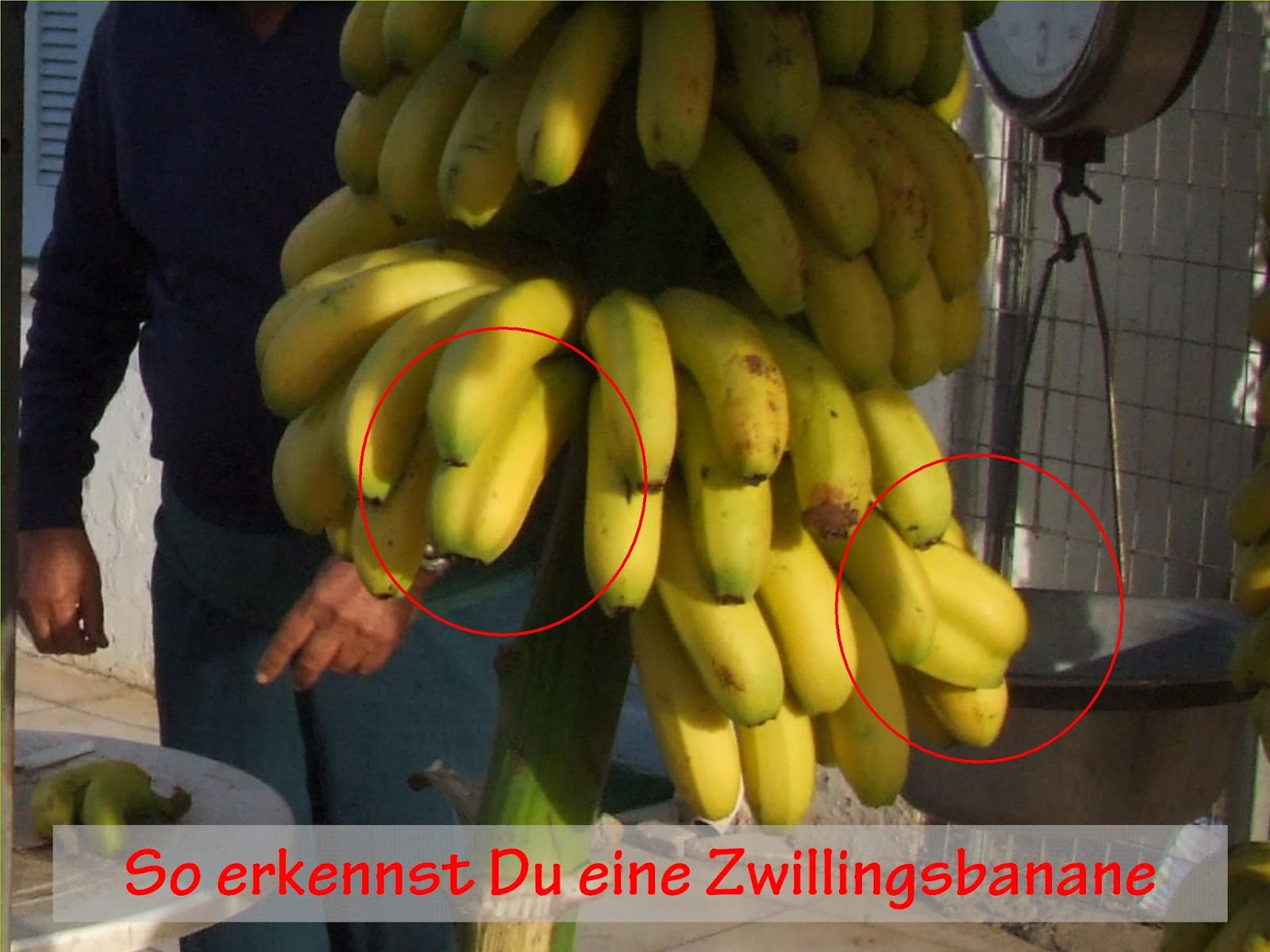 Pekos Kreta und Griechenland Blog Die Kreta Banane Cretan Bananas