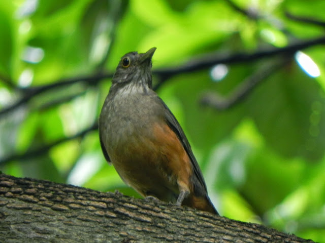 Um sonho de natureza: Dias de sabiá...