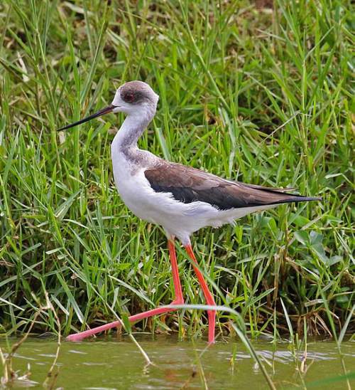 Blackwinged stilt photos Birds of India Bird World