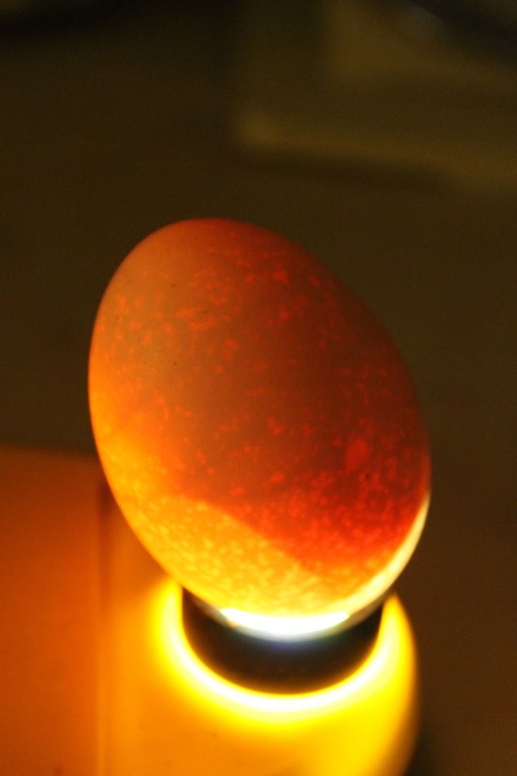 Homers Homestead The Back Garden Poultry Hatcher Candling Eggs on day 11