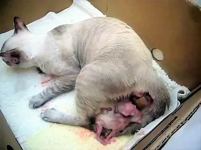 Picture of cat giving birth