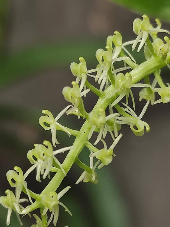 Liparis viridiflora