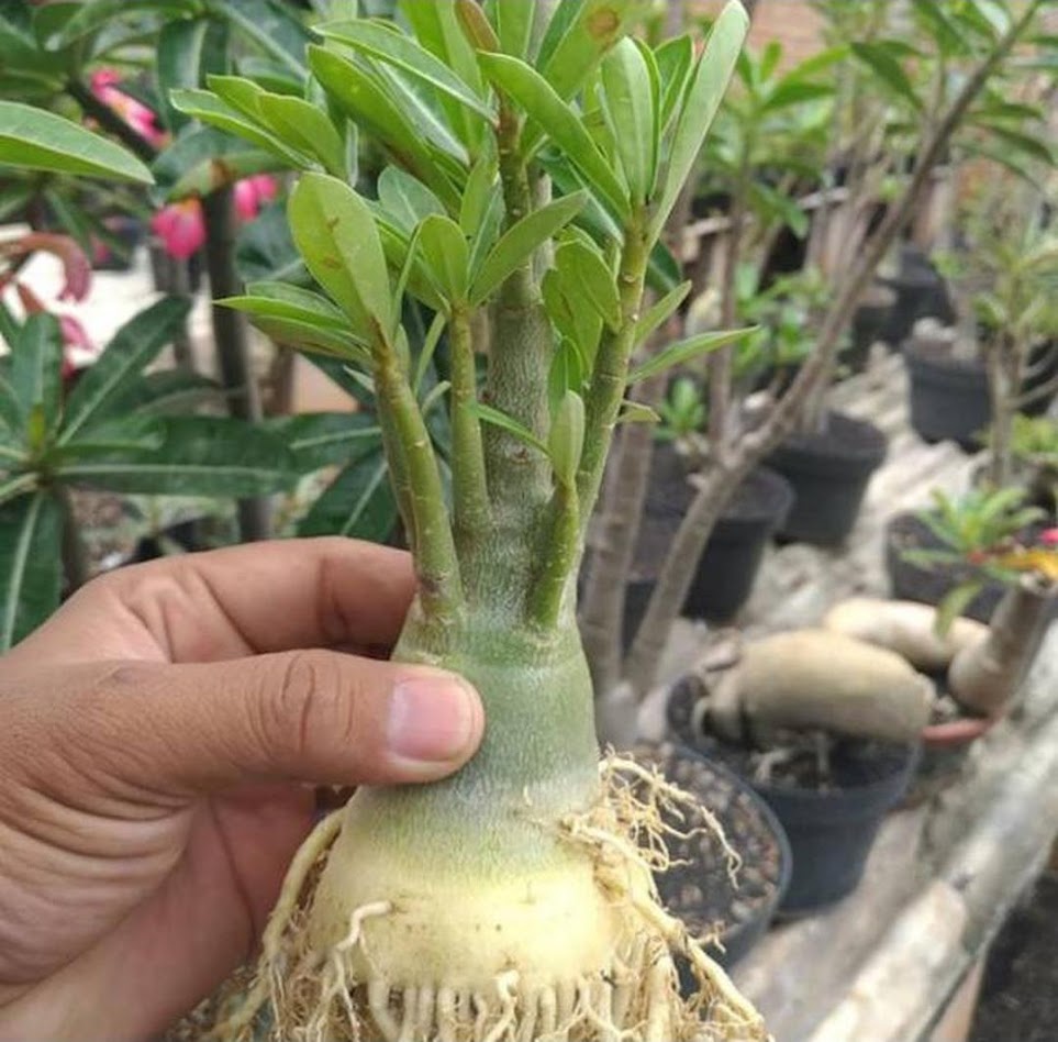 bibit tanaman adenium bunga pink bonggol besar bahan bonsai kamboja jepang Surabaya