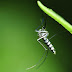 Por que o mosquito Aedes aegypti transmite tantas doenças?