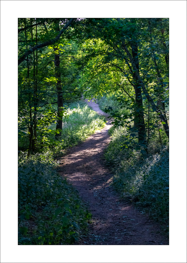 Realview Photography Blidworth Woods (May 2020)