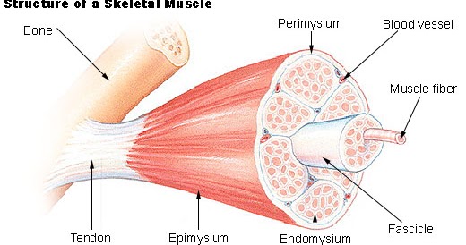 Pengertian Fasikulus Otot (Fasikel Otot), Baca Sekarang
