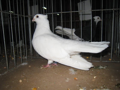 Bijeljnina Roller pigeons