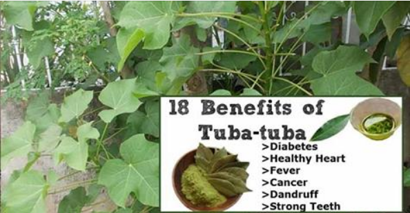 Do you know Tuba-tuba leaf are useful for our health as well as for