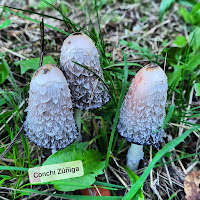 Pies De Coprinus Comatus Con Vinagreta De Tomate
