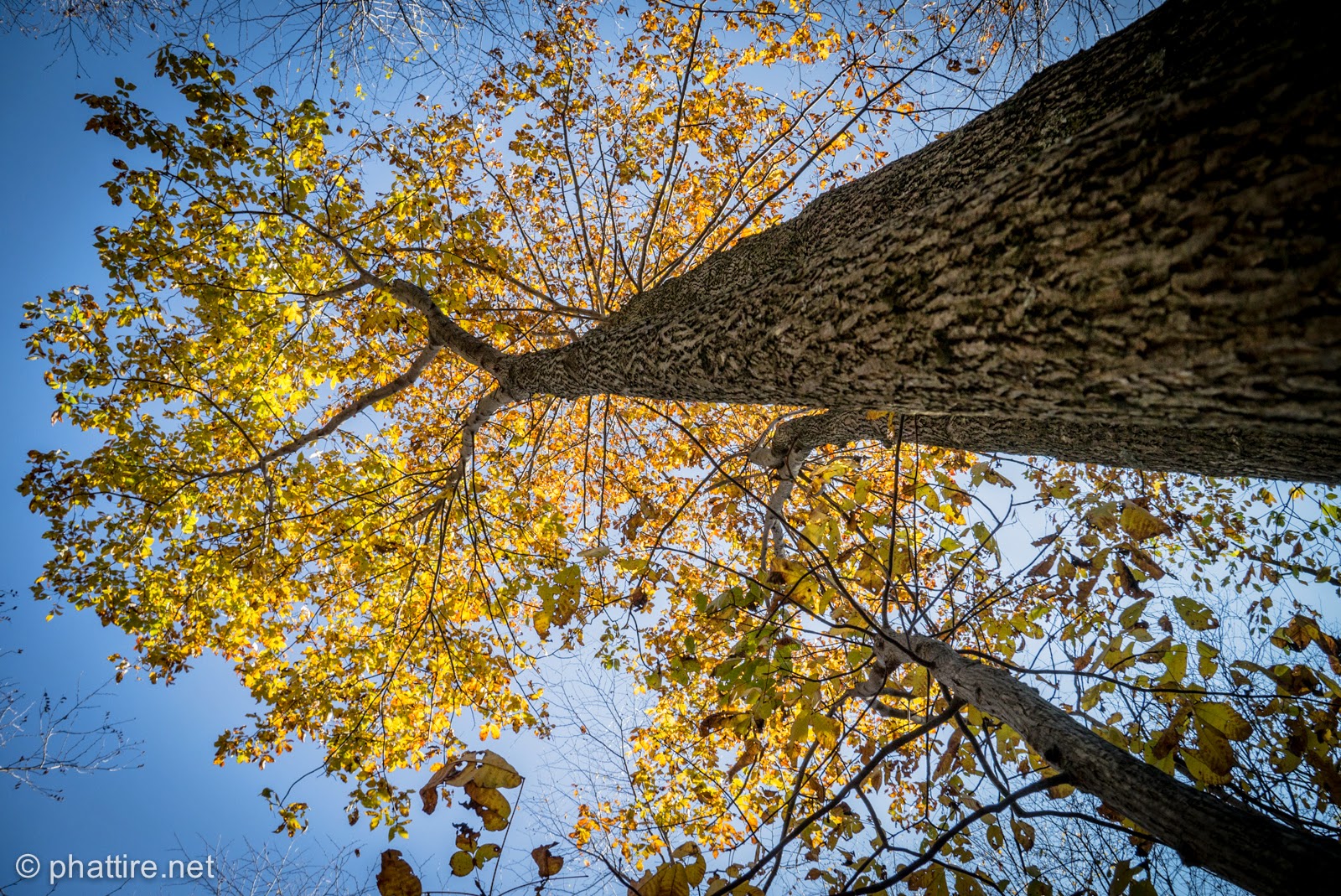 Squirrel Hunting Frederick Watershed