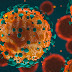What is corona Virus