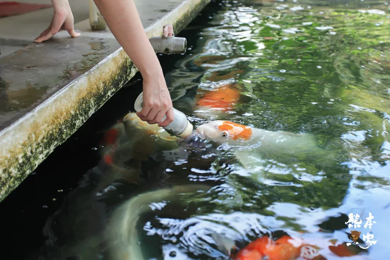 餵魚喝ㄋㄟㄋㄟ、碾米、拔蔥做蔥油餅|宜蘭親子農場DIY活動、童話村生態農場親子活動