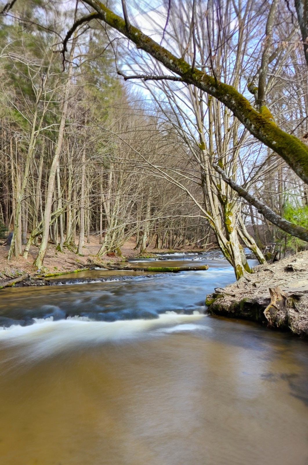 Szumy nad Tanwią