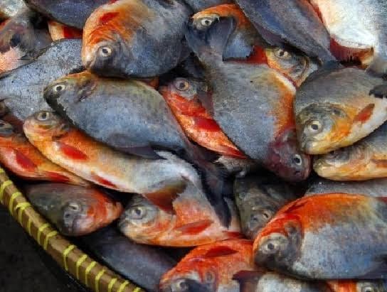 20+ Seribu Mimpi Ikan Bawal