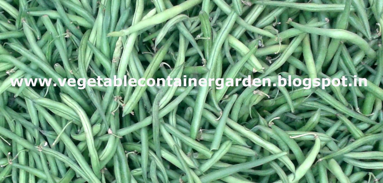 Vegetable Container Garden HOW TO GROW GREEN BEANS IN CONTAINERS
