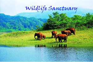 Wildlife Sanctuary - Letter Writing