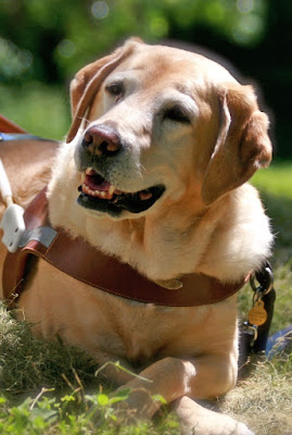 A yellow Lab guide dog in harness.
