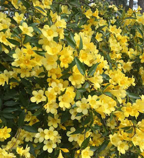 Carolina Jessamine Gelsemium sempervirens