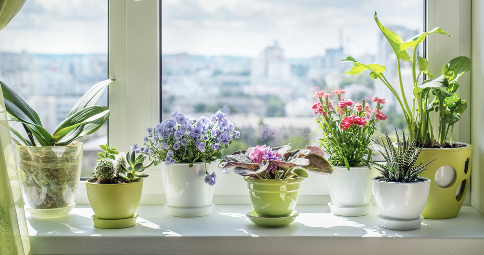 9 Tips on Setting Up An Indoor Garden