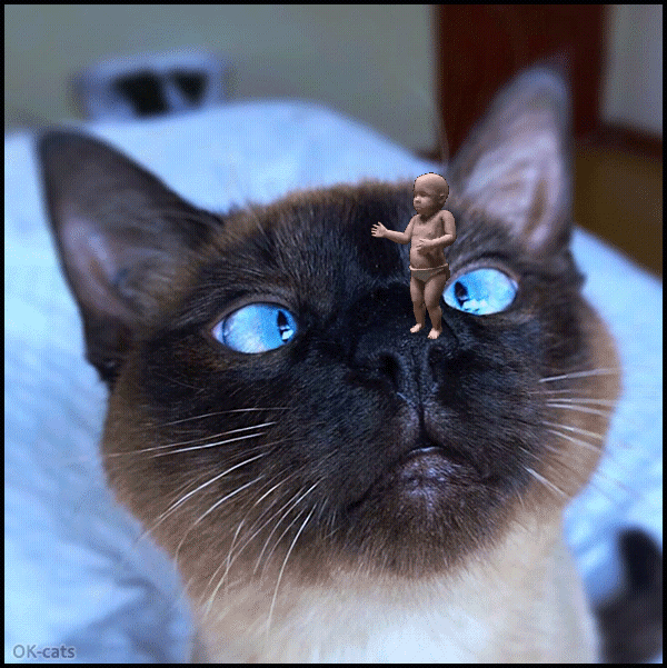 Art Cat GIF • Famous “Dancing Baby” dancing on Siamese nose. Funny cross-eyed kitty Art Cat GIF • Famous “Dancing Baby” dancing on Siamese nose. Funny cross-eyed kitty