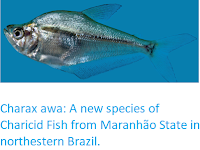 https://sciencythoughts.blogspot.com/2018/03/charax-awa-new-species-of-charicid-fish.html
