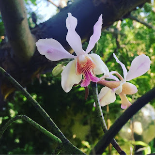 Neofinetia Falcata (Vanda) x Vanda Teres Alba , Neofinetia Falcata (Vanda) x Vanda Teres Alba, diarid'orchidee