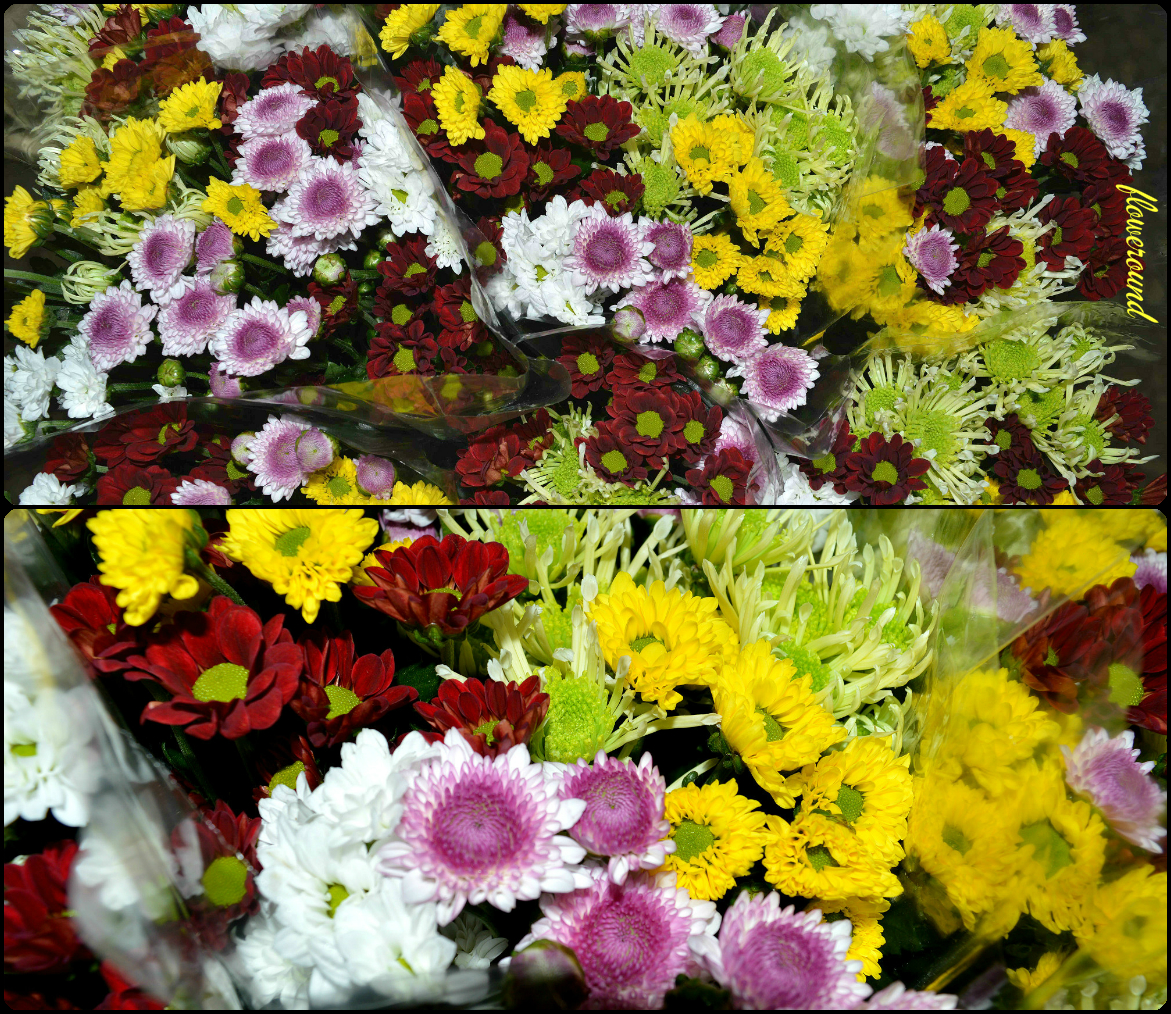 FLOWEROUND certainly, for you. Cut Flowers Chrysanthemum