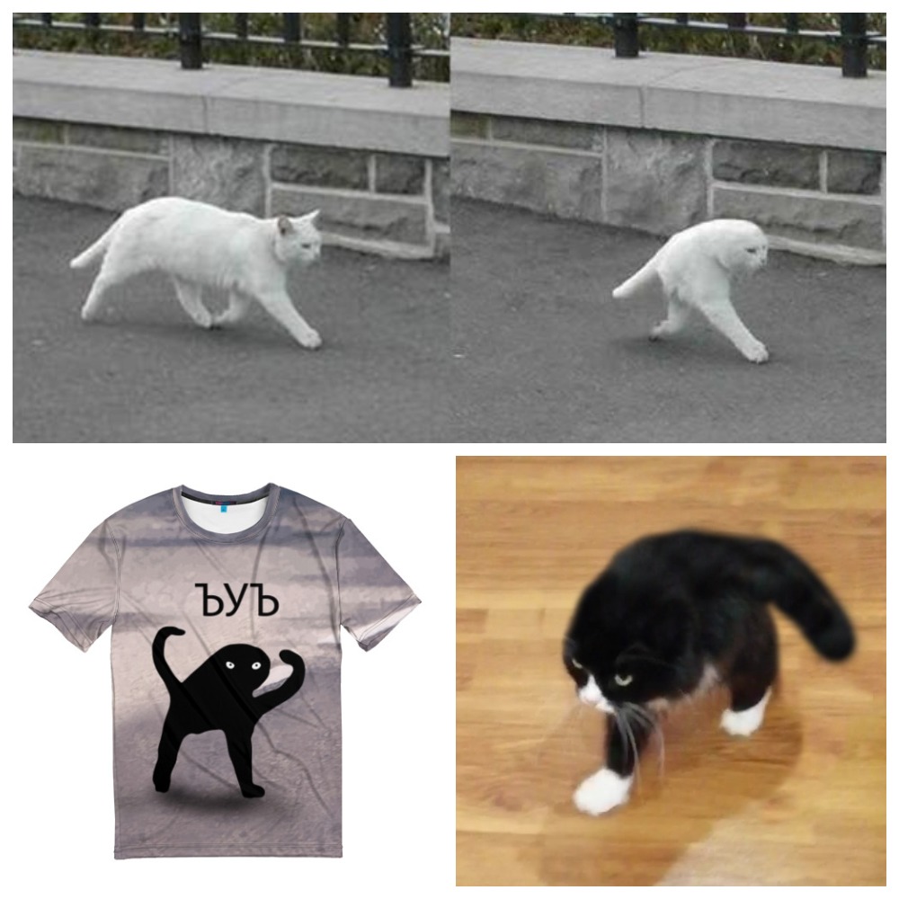 команда стоять для собак. делай лапы 2. тату лапки. кошка с поднятой дапкой. милый котик с лапками.