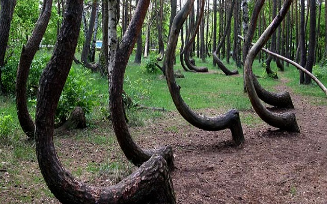 crooked tree forest