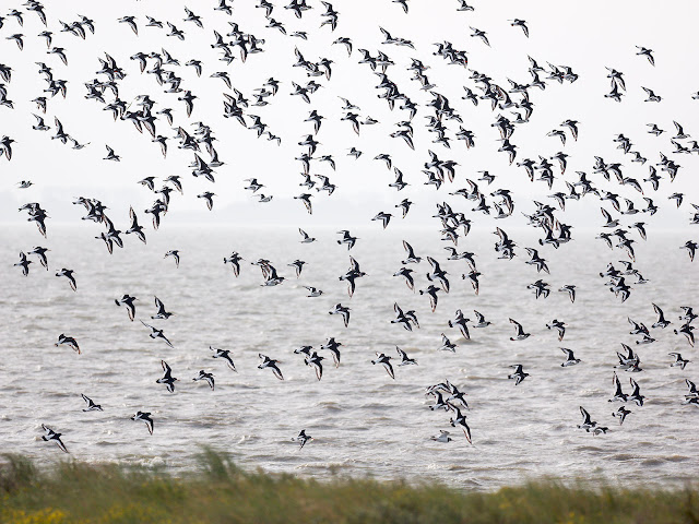 Austernfischer im Flug Austernfischer (300mm, 1/3200sek., f/4, ISO320)