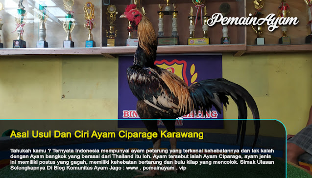 Ayam Jago Ciparage Karawang