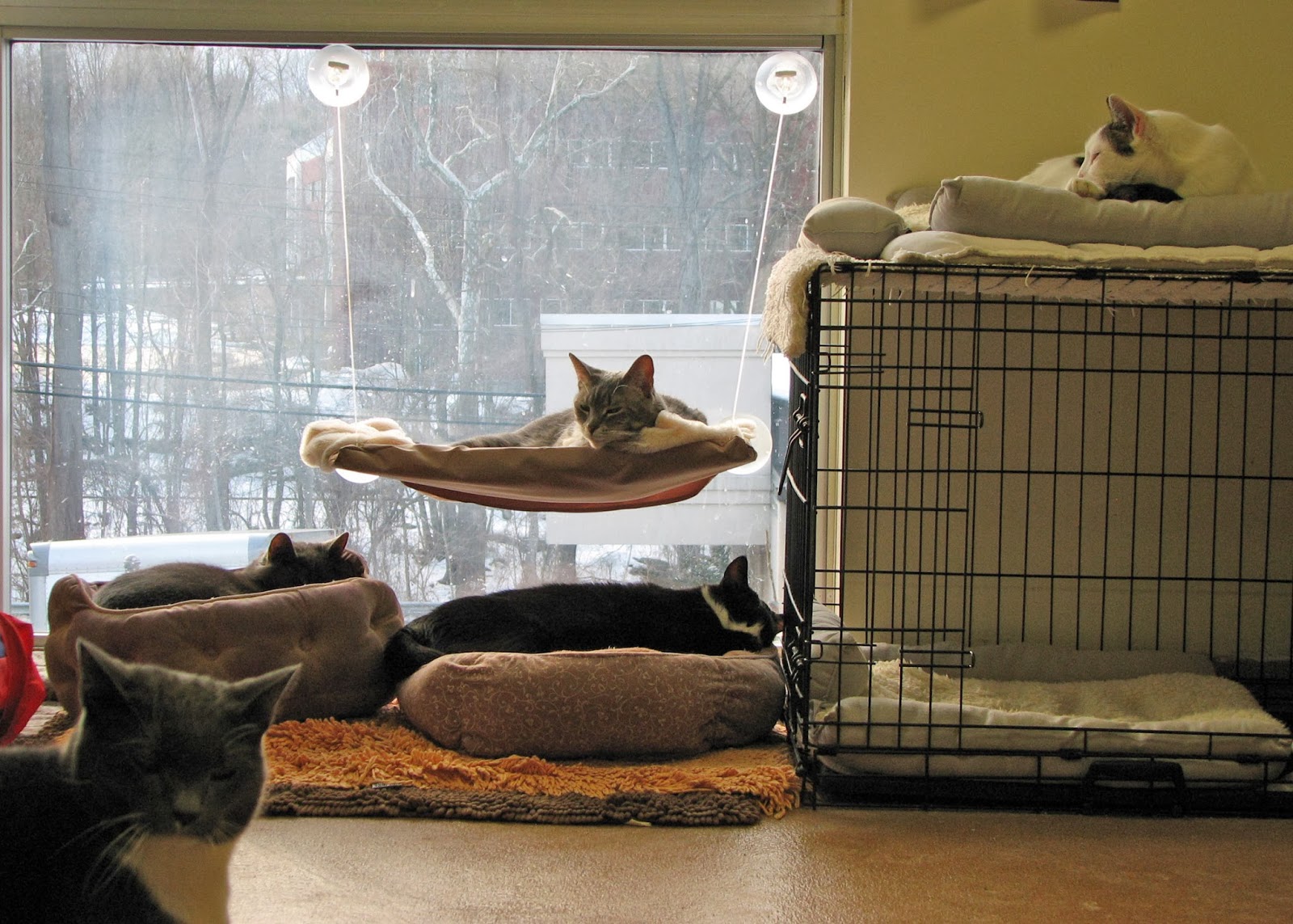 Animal Shelter Volunteer Life Easy Like Sunday The Kitchen Cats