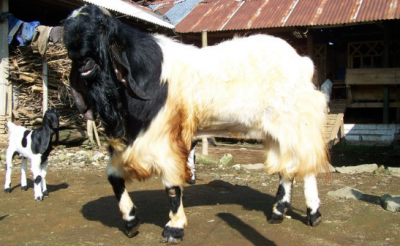 8 Jenis  Kambing yang diternakkan di Indonesia