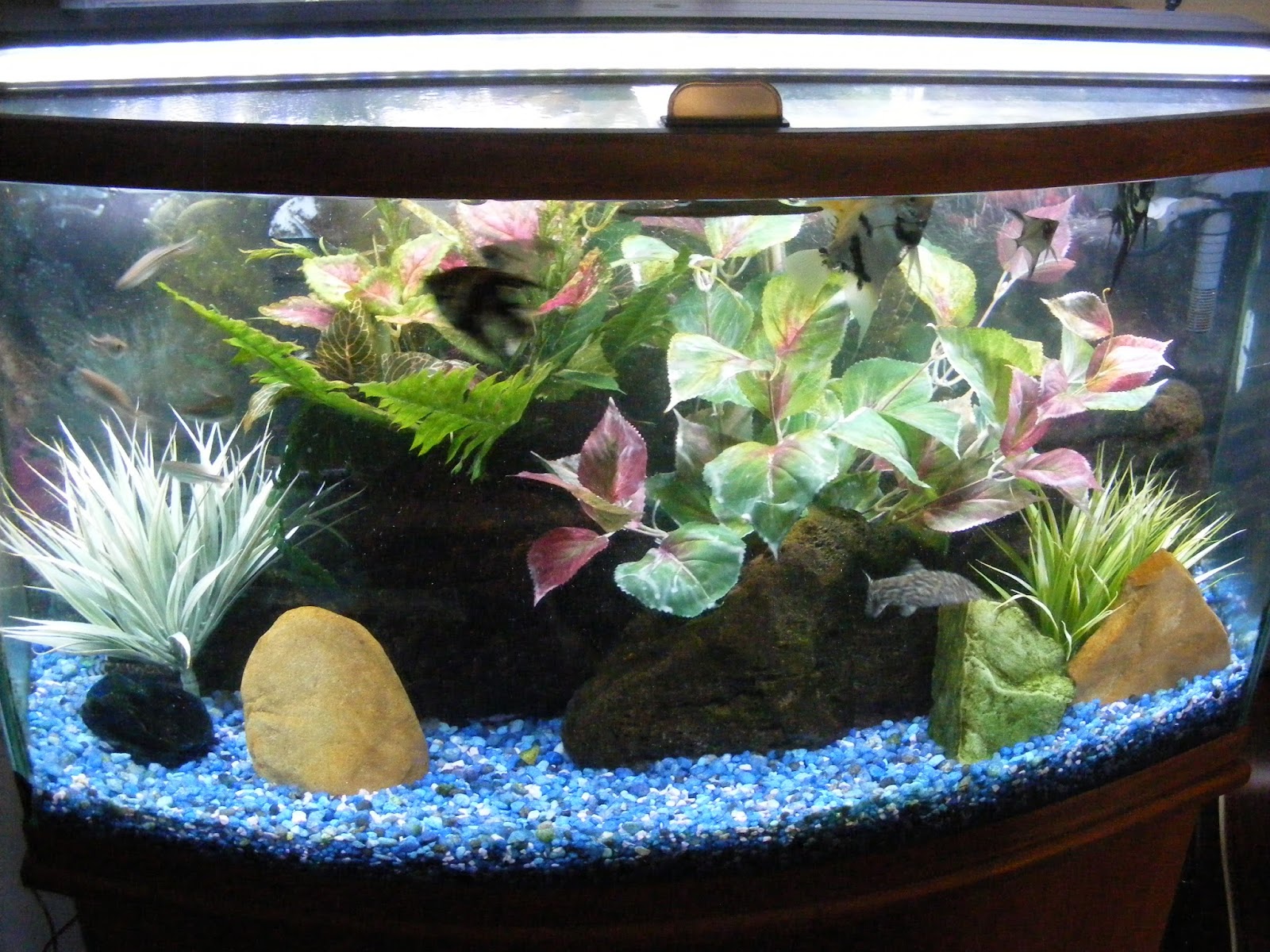 new fish tank