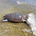 Δύο χελώνες Καρέτα Καρέτα εντοπίστηκαν νεκρές σε παραλίες της Πρέβεζας